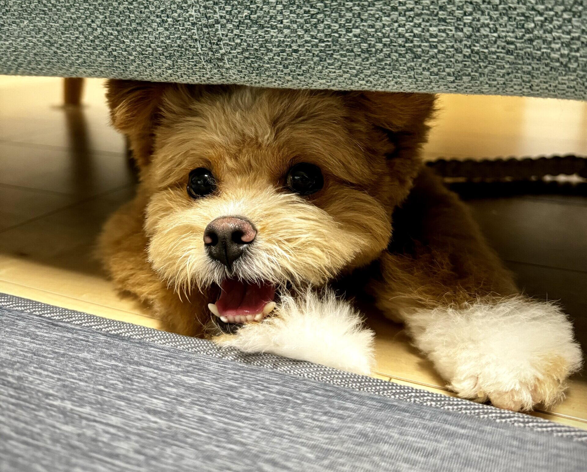 「ポメプーの成犬は可愛くない？飼い主が「むしろ可愛くなった」と断言する理由