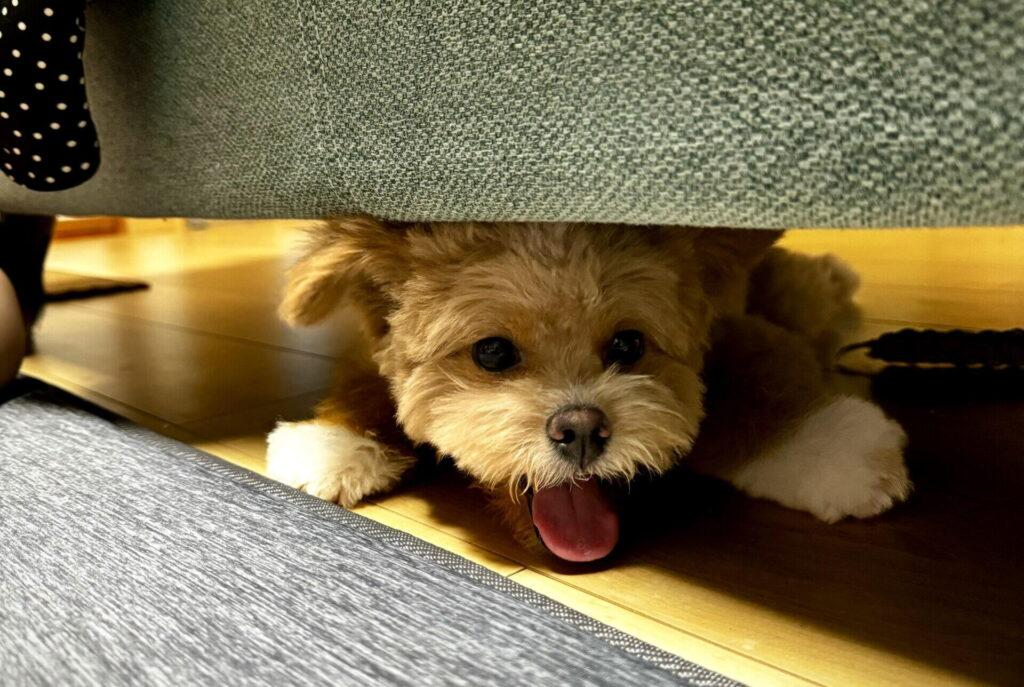 トイプードル寄りでもポメラニアン寄りでもポメプーは最高——飼い主のホンネ