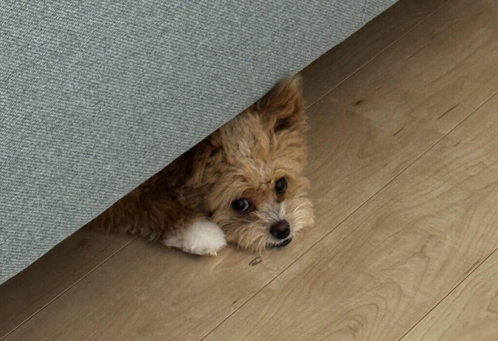 ペットショップで即決した僕が、今思う「ブリーダーという選択肢」