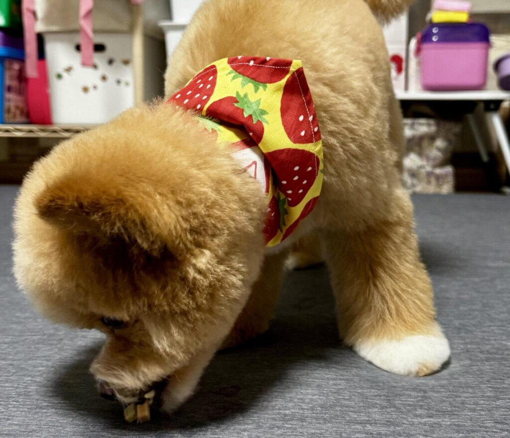 賃貸で犬と心地よく暮らすために本当に揃えたいグッズ