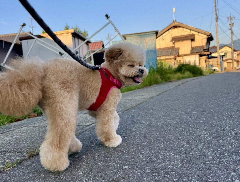 デメリットだけじゃない!ポメプーを飼ってよかったこと