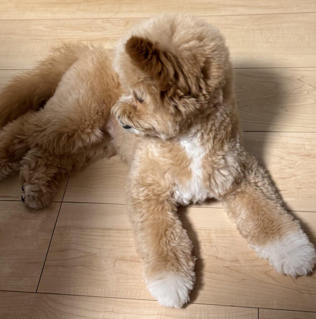 2歳の今 — 体は茶色、足先は白の「靴下柄」に