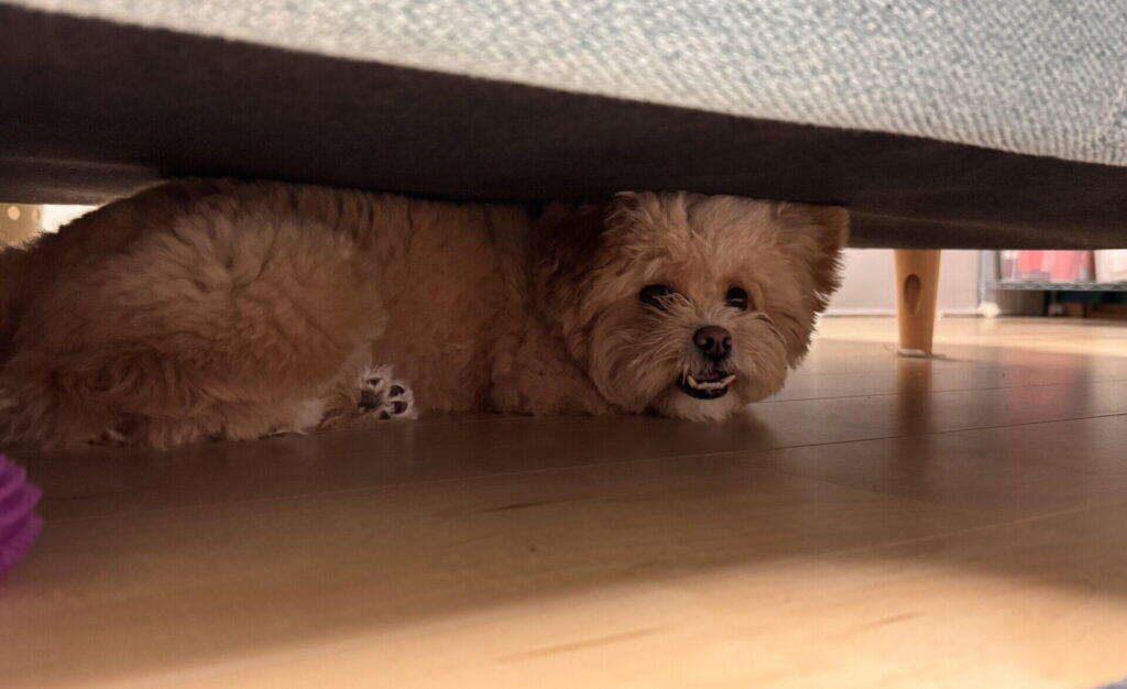 ポメプーを里親で迎えるメリット3つ