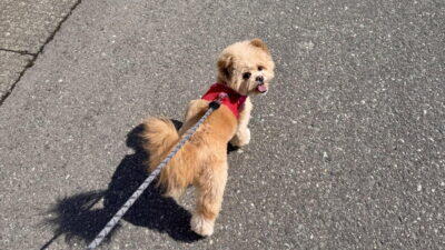 ポメプーは本当に飼いやすい犬？飼い主が感じたリアルな飼いやすさ