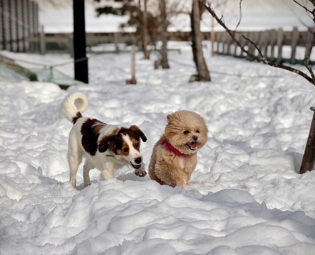 信頼できるポメプーブリーダーの見分け方