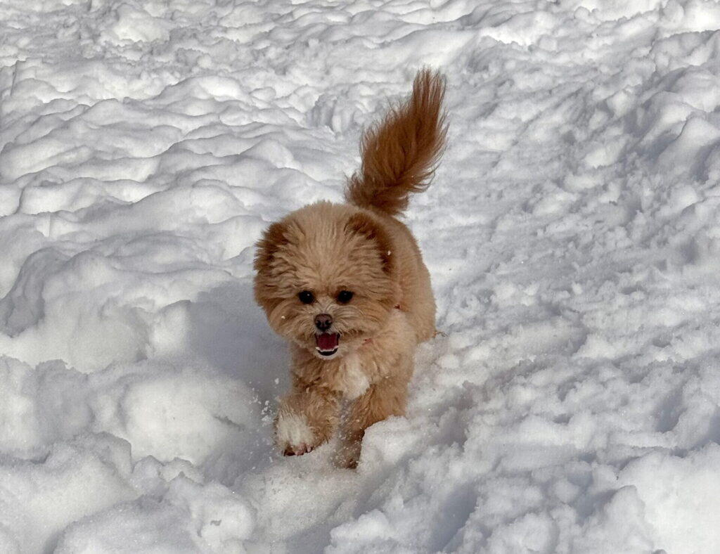 迎える前に知っておきたい!毛色選びで後悔しないためのポイント