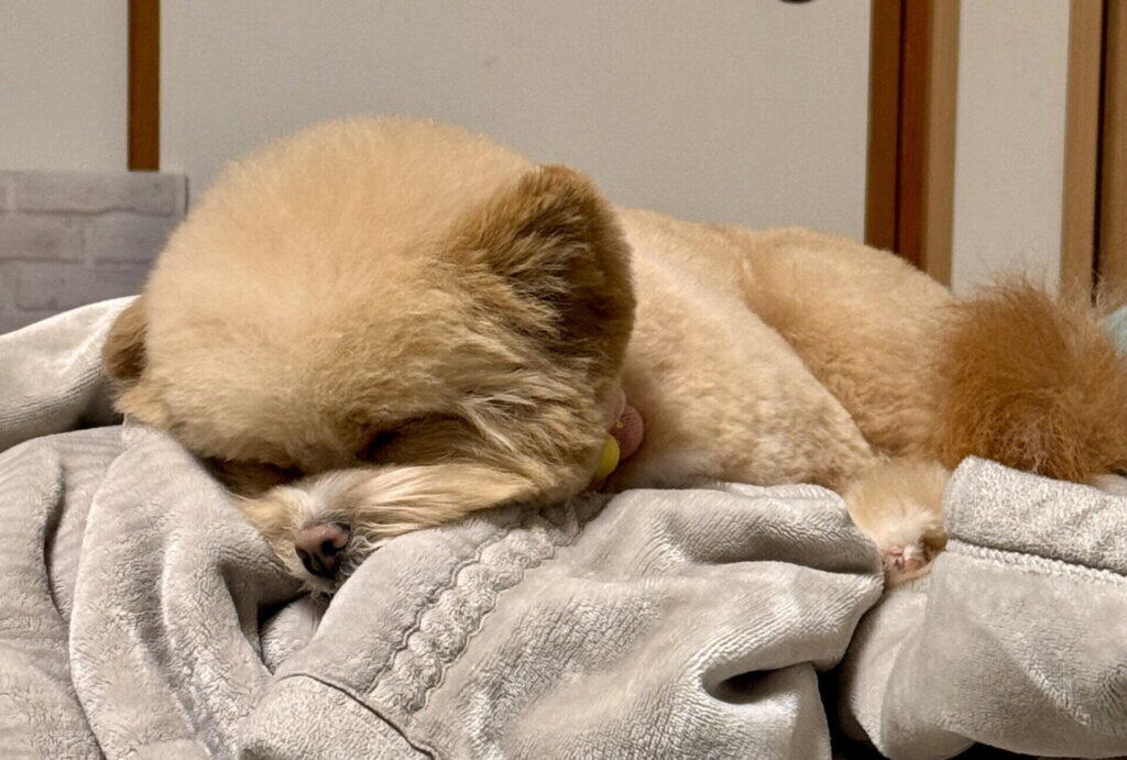 ポメプーの月齢別・体重推移の目安表