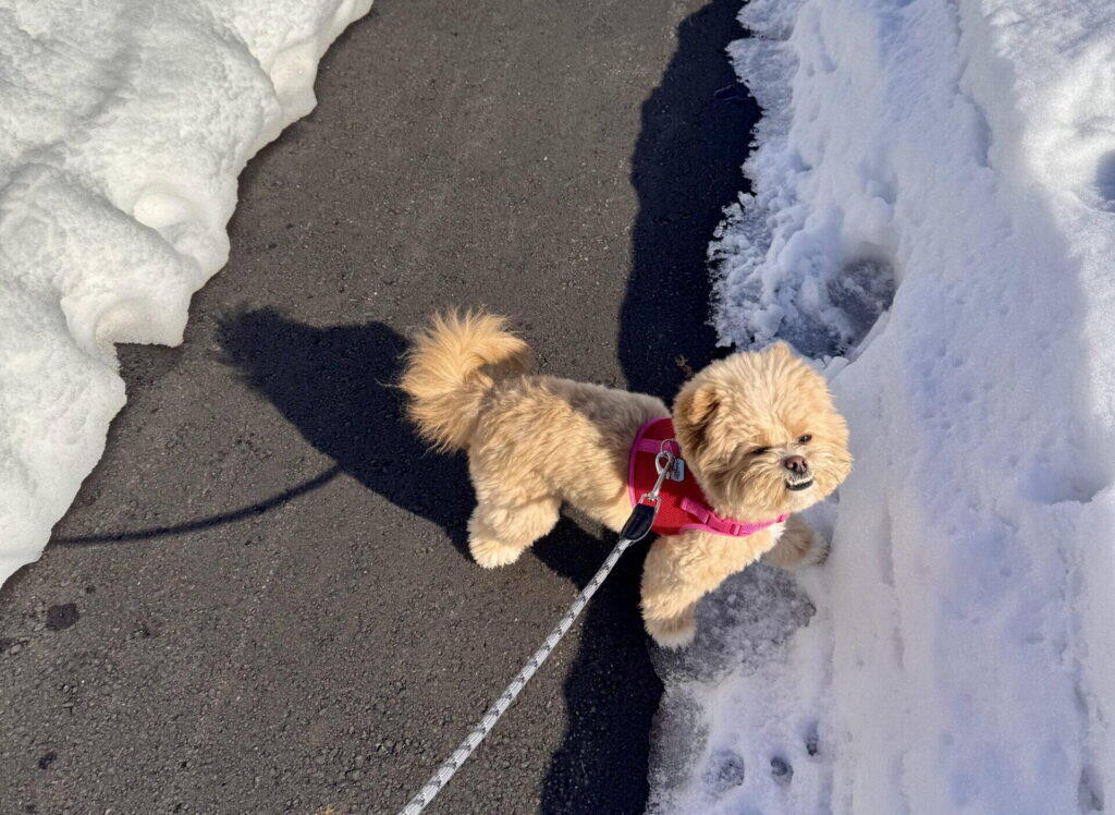 ポメプーを迎えるのにかかった費用のリアル