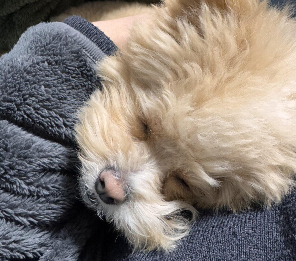 ペットショップの説明と現実のギャップ – 迎えてからわかったこと