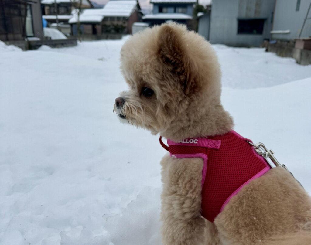 ポメラニアン寄りのポメプーの吠え癖と向き合う