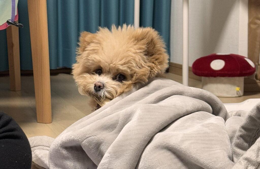 ポメプーの成犬が可愛くないと感じた時に試してほしい3つのこと