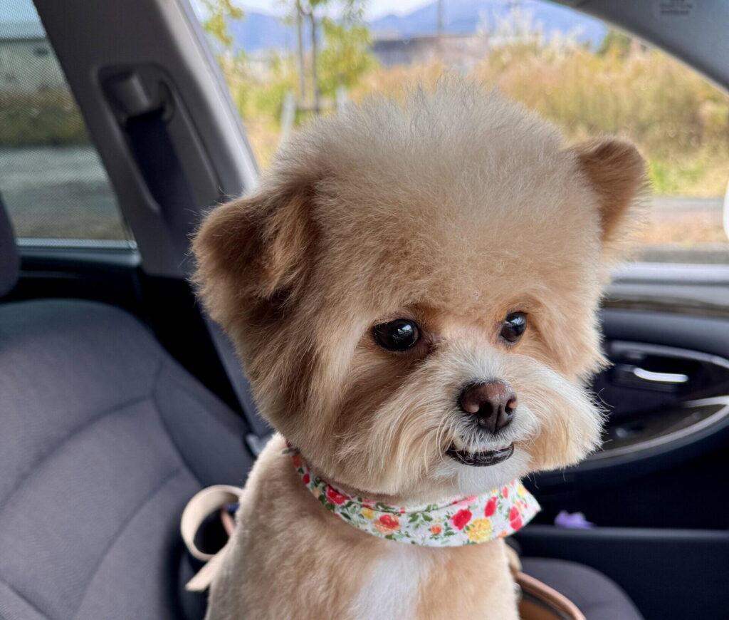 ポメプーは飼いやすさだけで選ばないでほしい——飼い主からのメッセージ