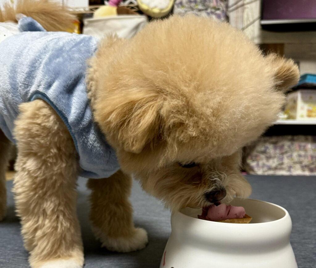 フード選びは迎える前からリサーチしておくべき