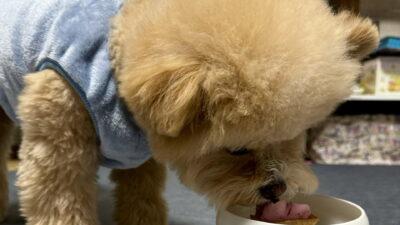 犬の偏食はフード選びで変わった。カリカリ拒否の愛犬の記録