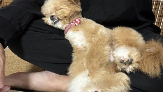 犬の抜け毛が服につく問題を、洗濯の前・中・後で減らした方法