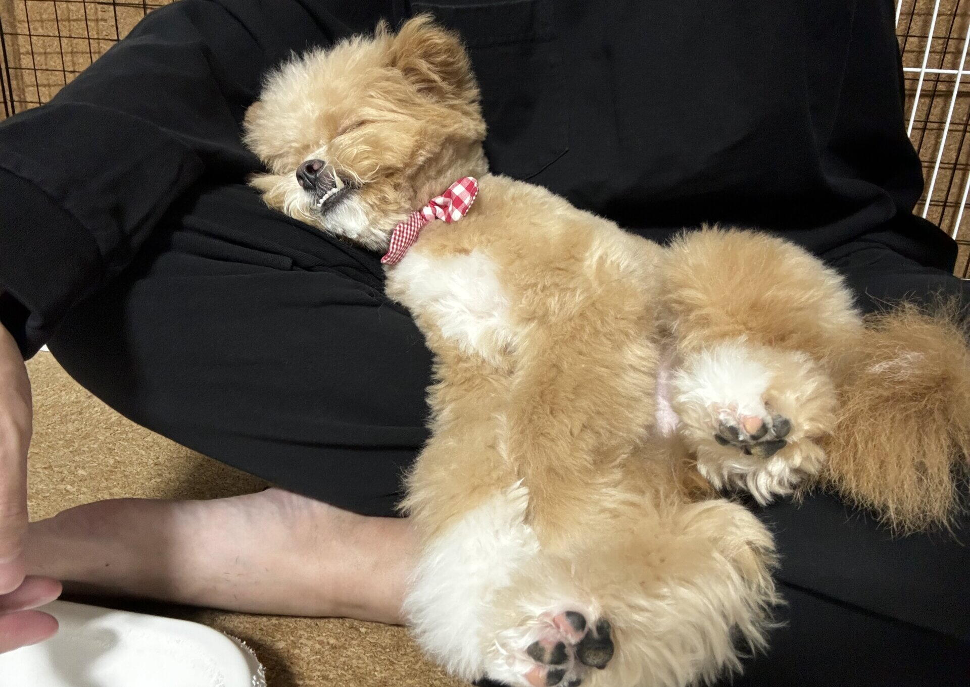 犬の抜け毛が服につく問題を、洗濯の前・中・後で減らした方法