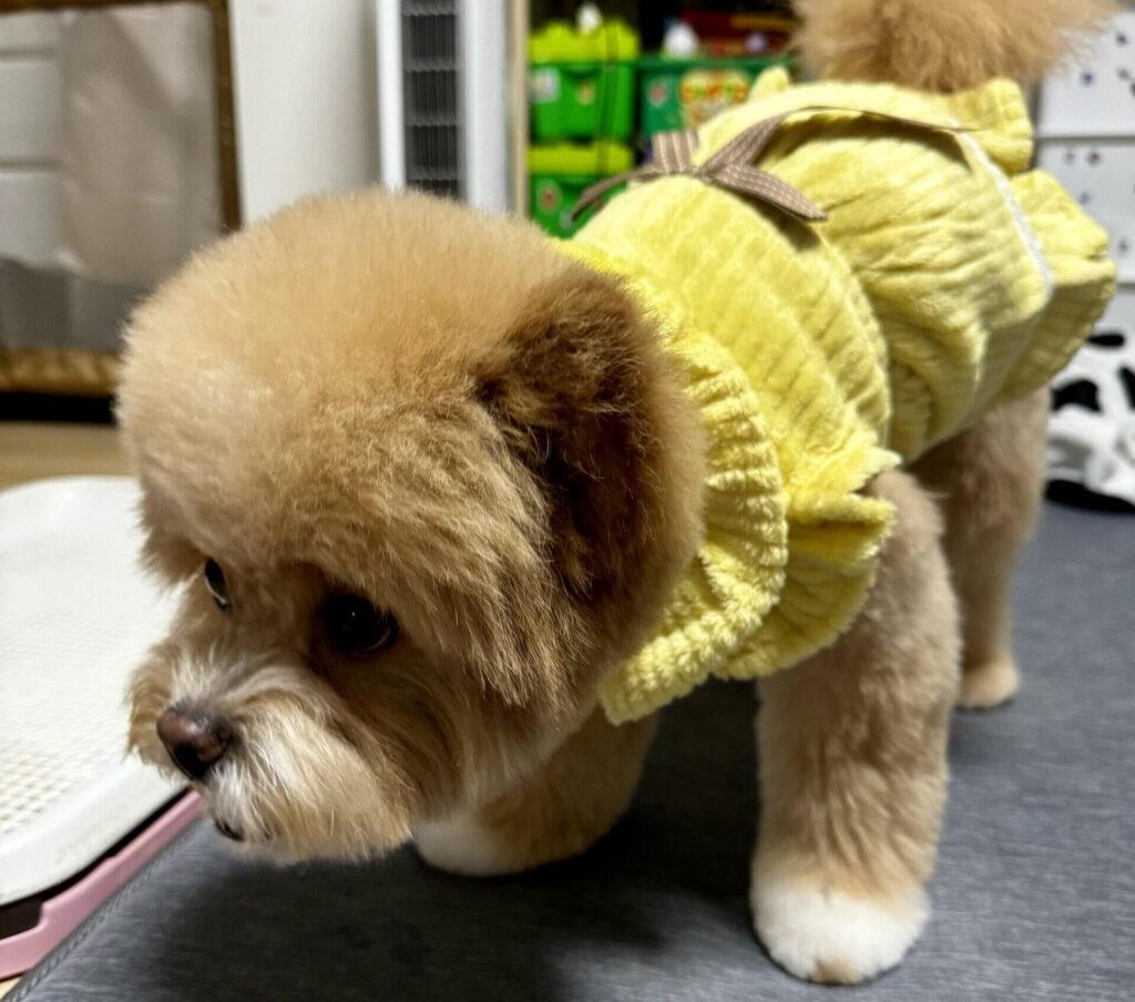 ポメプーが向いてる人・向かない人