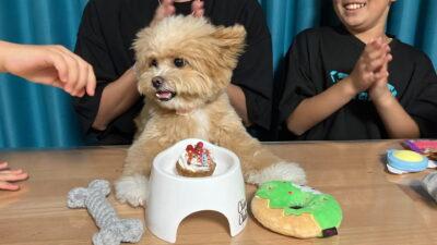 小型犬のフードボウルおすすめは？食べない子が食べた高さの話