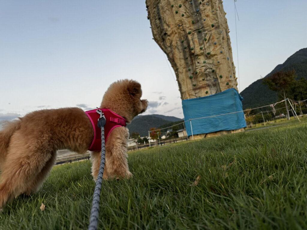 ポメプーの里親とは？ペットショップ・ブリーダーとの違い