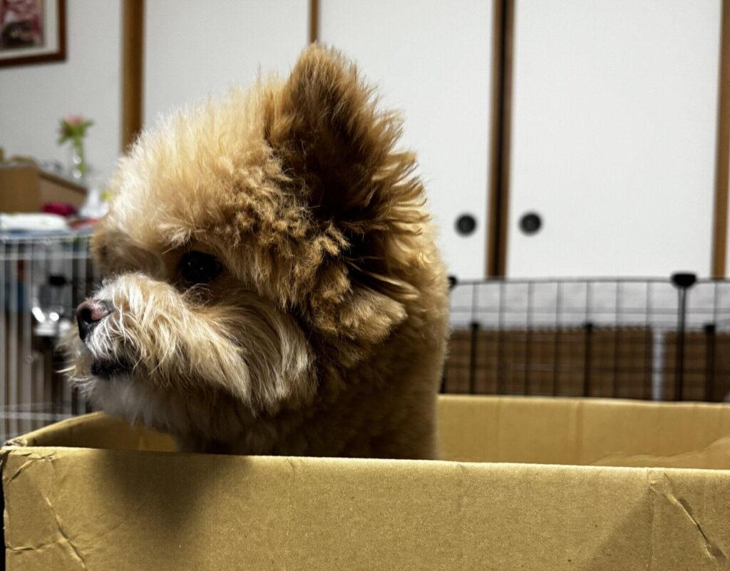 飼い主が感じた「飼いやすい」の理想と現実のギャップ