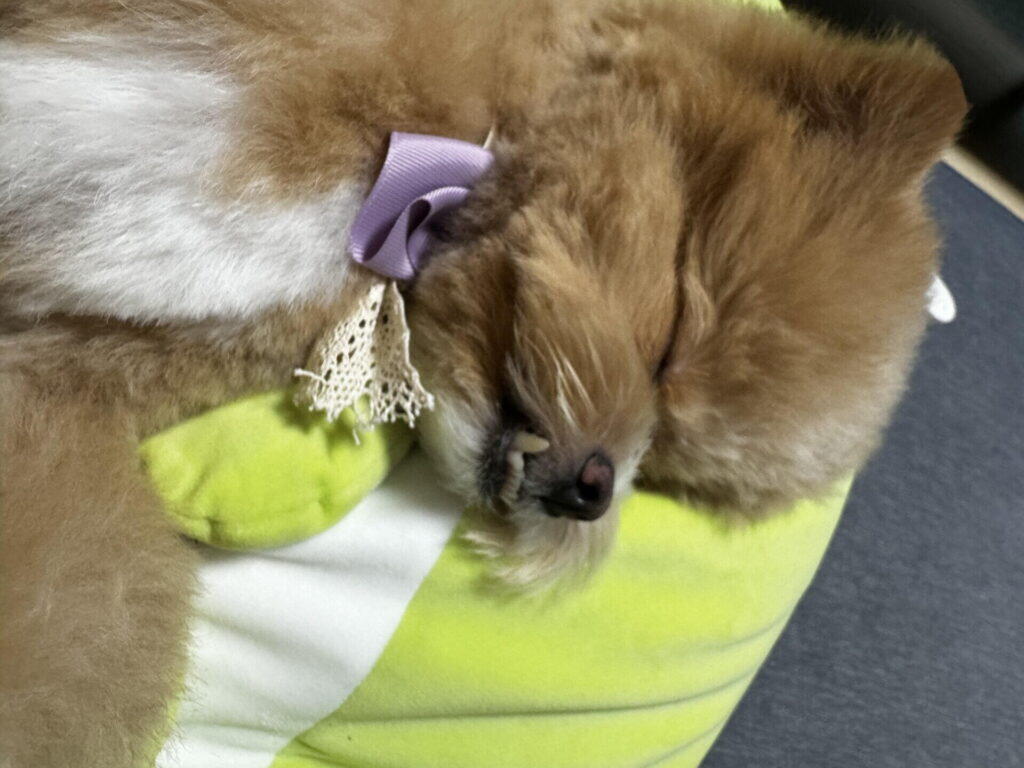 犬の分離不安とは?留守番中の「困った行動」にはちゃんと理由がある