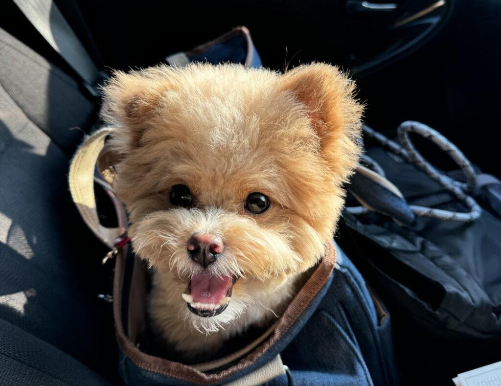 実際のところ、成犬のポメプーは可愛い?飼い主の本音