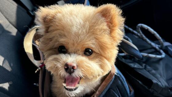 犬の車の乗せ方を飼い主が解説！小型犬を安全に乗せるコツ