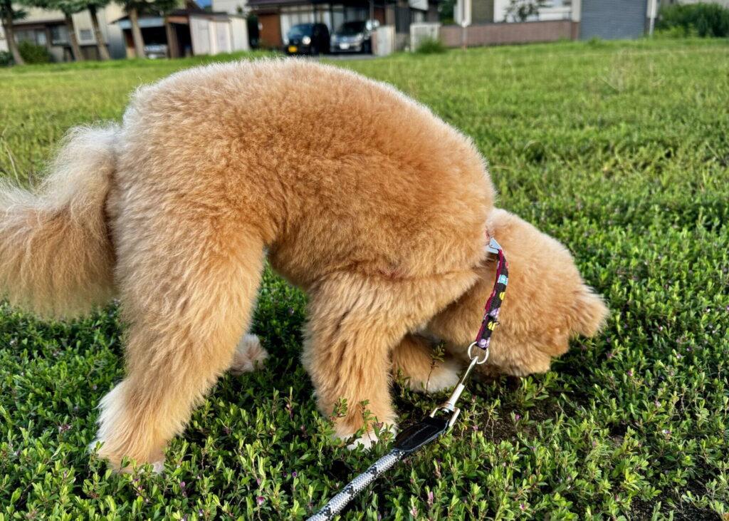 ポメプーは飼いやすい？結論は「条件付きでYES」