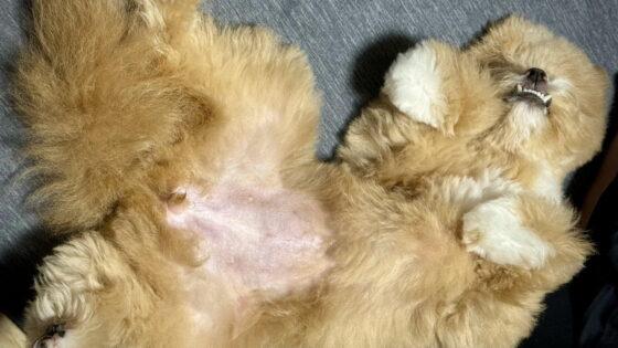 ポメプーの成長・体重推移を公開！1kg→5kgの実データと月齢別の目安