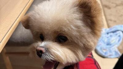 ポメプーの特徴を飼い主が解説！見た目・性格・体型の個体差まで