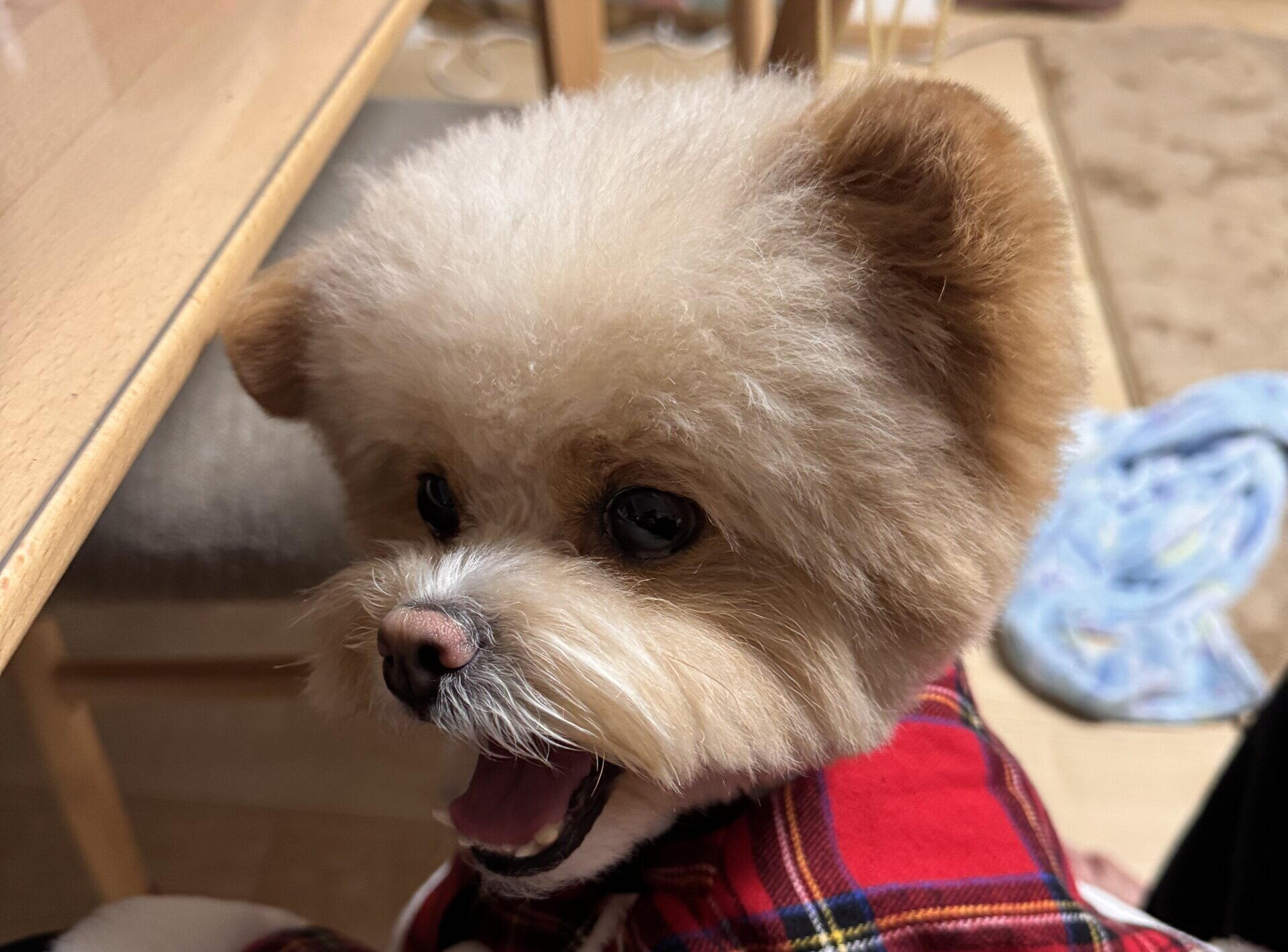 ポメプーの特徴を飼い主が解説！見た目・性格・体型の個体差まで