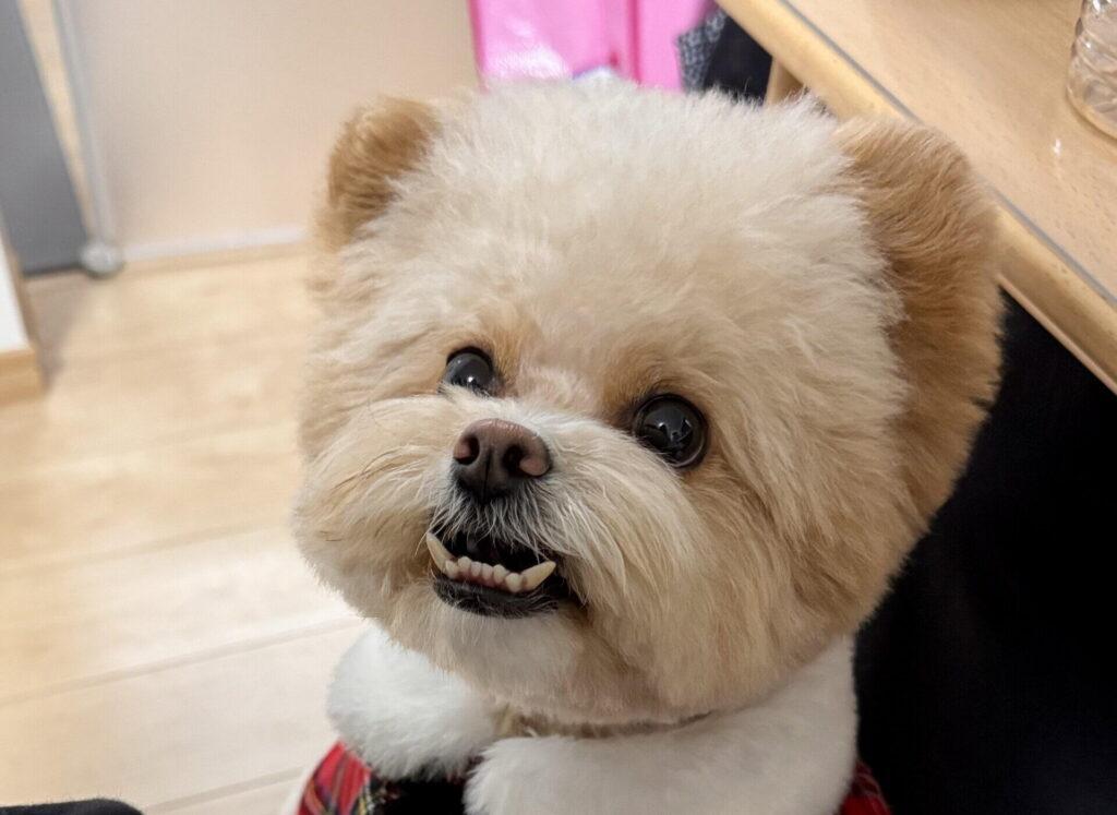 ポメプーの寿命が「短い」と言われる理由