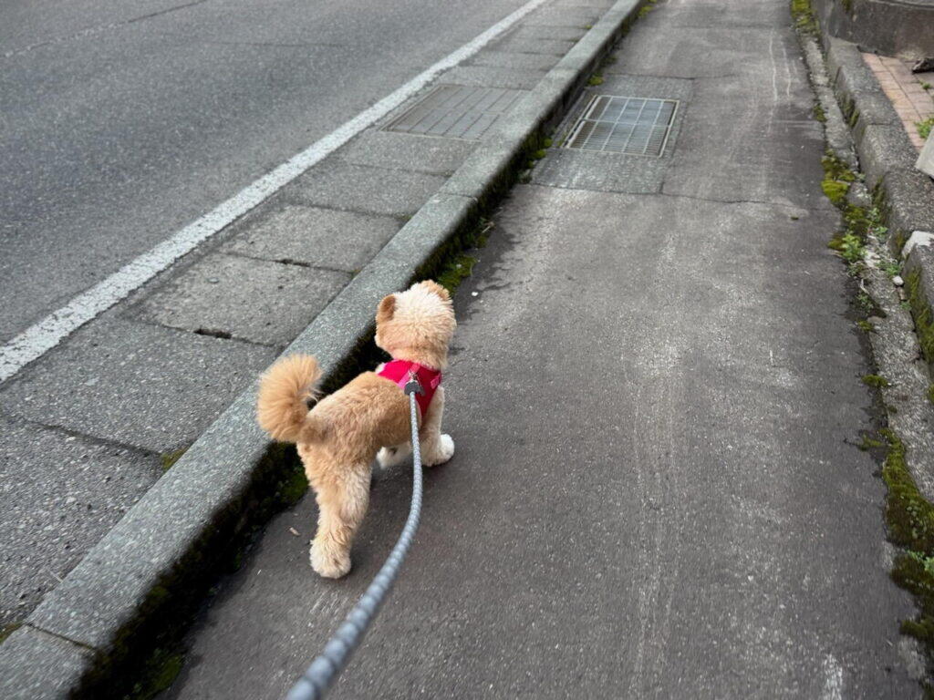 ポメプーを迎えた後に「やっておけばよかった」と感じたこと