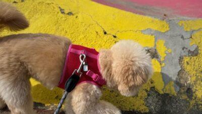 ポメプーの毛質は3タイプ!飼い主がリアルなお手入れ事情を語る