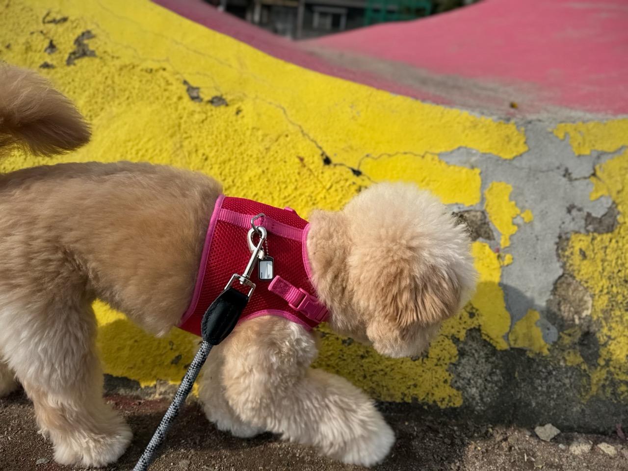 ポメプーの毛質は3タイプ！飼い主がリアルなお手入れ事情を語る