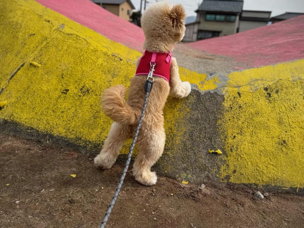 体重推移の記録は成長の宝物——パフィの2年間を振り返って