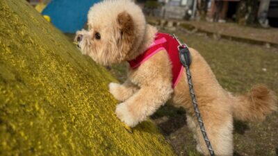 ポメプーはブリーダーとペットショップどっちがいい?迎えた飼い主のホンネ