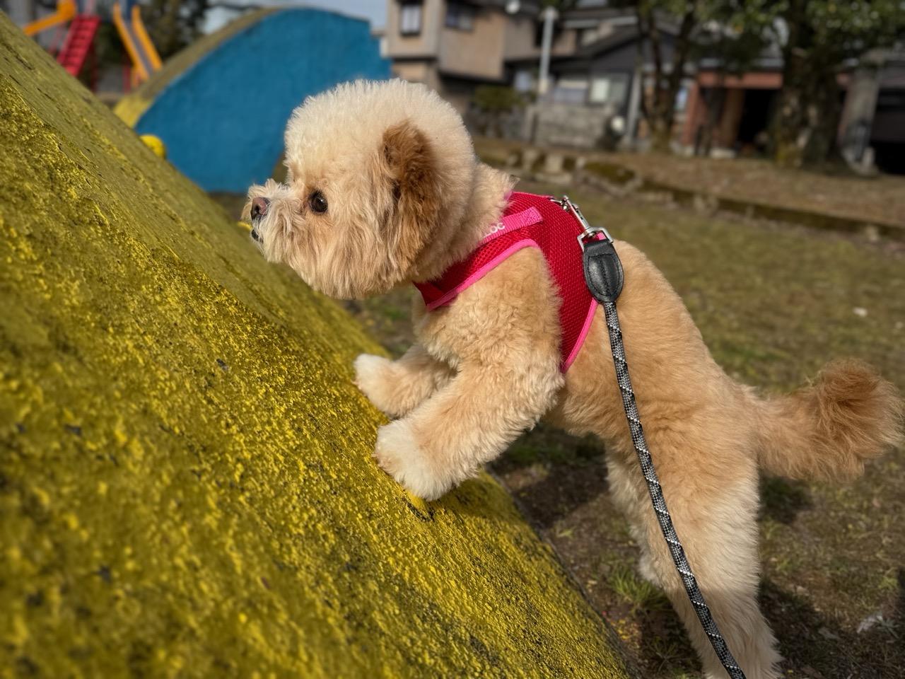ポメプーはブリーダーとペットショップどっちがいい？迎えた飼い主のホンネ