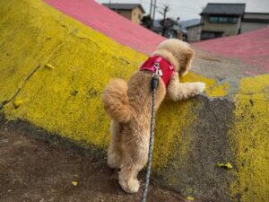 犬の無駄吠えしつけ対策7選｜原因別の直し方を飼い主が本音解説
