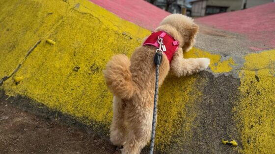 犬の無駄吠えしつけ対策7選｜原因別の直し方を飼い主が本音解説