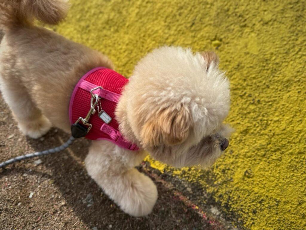 ポメプーを迎える前に知っておきたい注意点