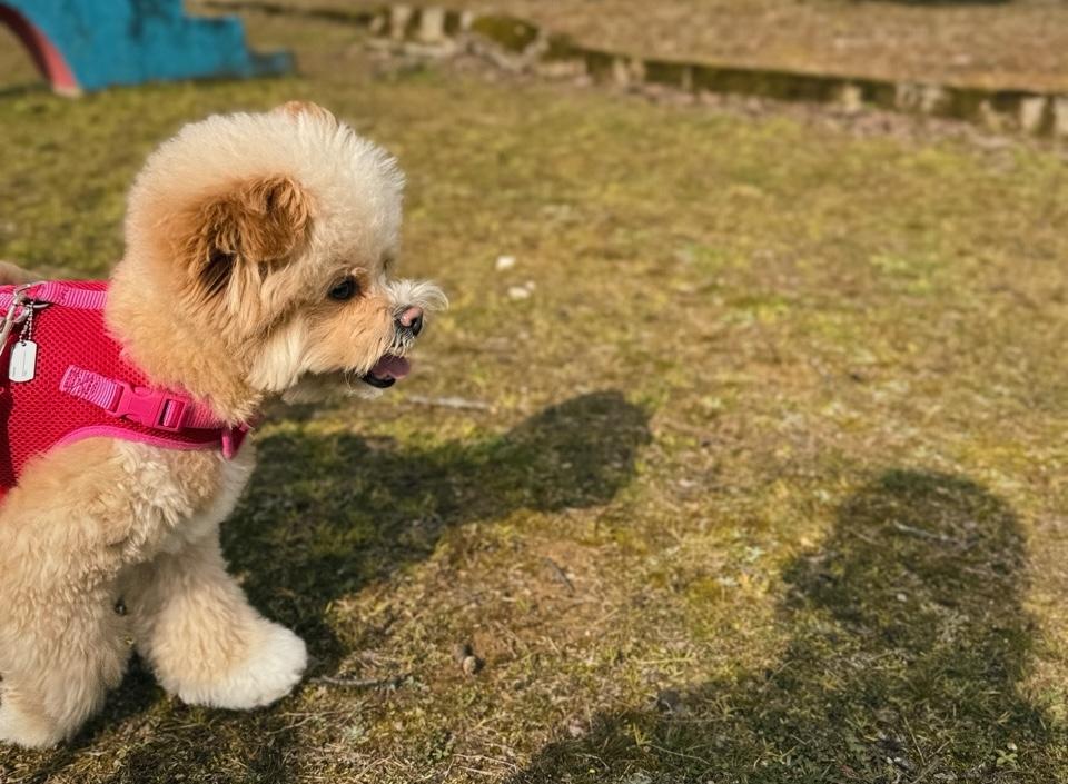 ポメプーの毛質を理解すれば、もっと愛犬との暮らしが楽しくなる