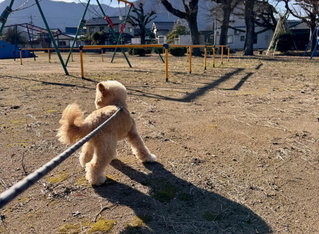 愛犬に長生きしてもらうための7つの習慣