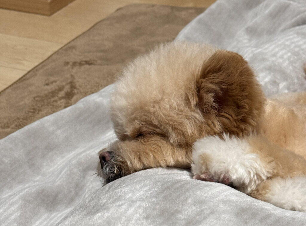 ポメプーの性格を理解して最高のパートナーに