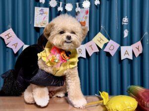 ポメプーの寿命は12〜15年！愛犬に長生きしてもらうために今できること