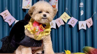 ポメプーの寿命は12〜15年！愛犬に長生きしてもらうために今できること