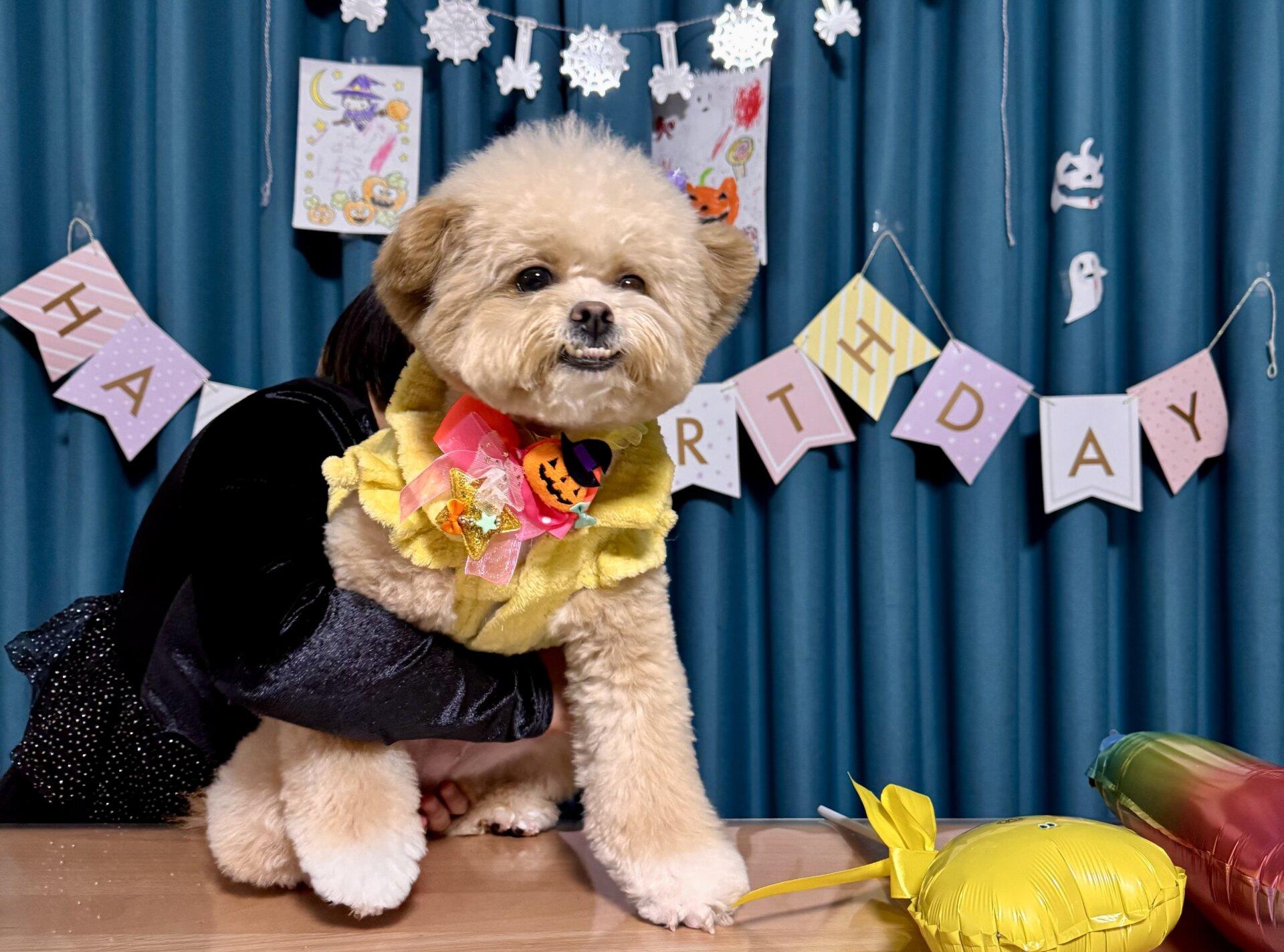 ポメプーの寿命は12〜15年！愛犬に長生きしてもらうために今できること