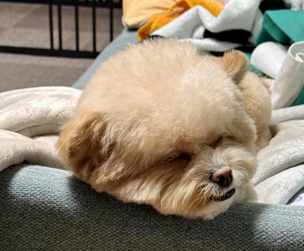 飼い主として寿命と向き合うということ