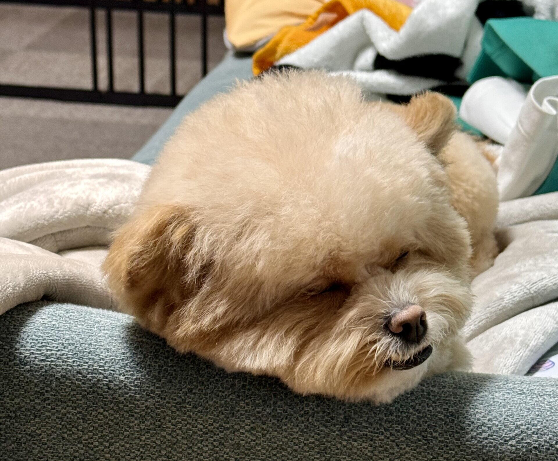 昼寝中のパフィ