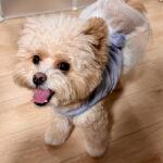 ポメプーの性格を飼い主が本音で解説！甘えん坊だけど注意したい一面も